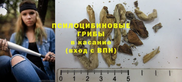 шишки Сосновый Бор